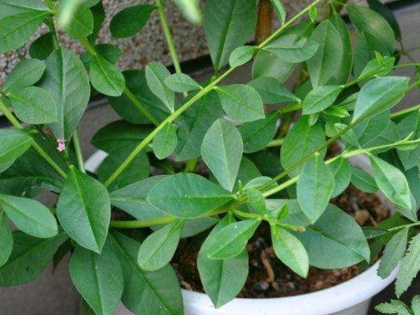 氨基酸|埋没在农村的4种抗癌野菜,比蒲公英好几十倍,现在挖还不晚!