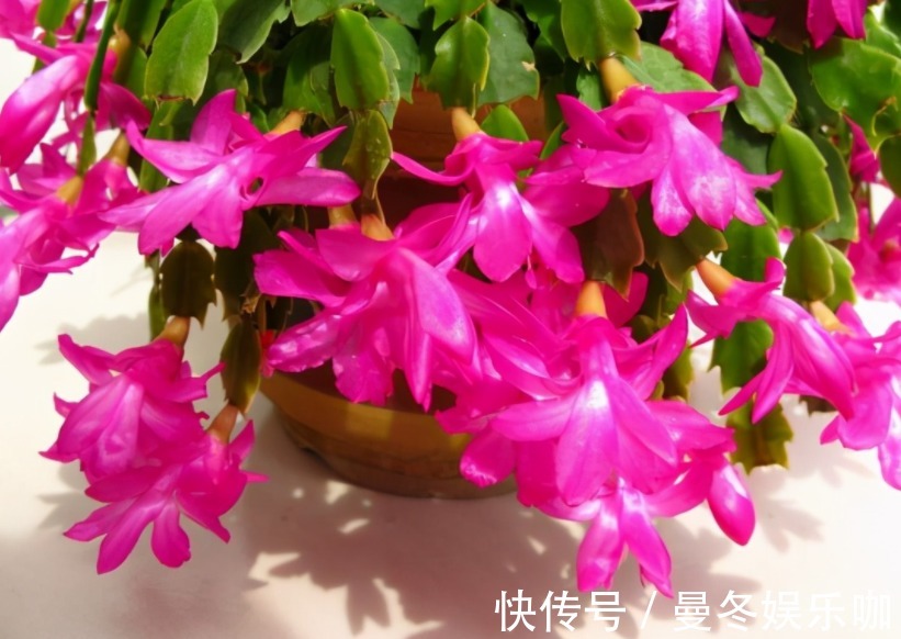 催花|养蟹爪兰，怎么催花？没有磷酸二氢钾就用它，1个月1次