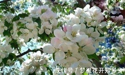 观赏价值|八棱海棠是美化风景的首选观赏树，有极高的观赏价值