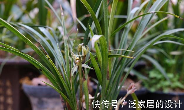 花草|有这4个爱好的人，不适合养兰花，劝你别白费功夫