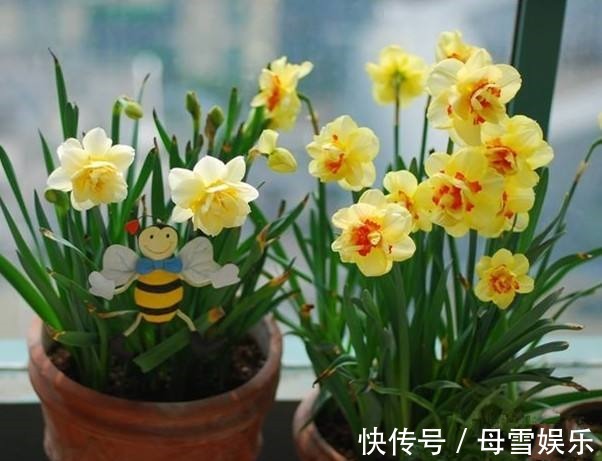 3种“喜水花”,别怕浇水多,越浇水长得越旺,新手浇花不再怕