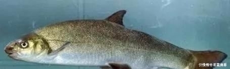 中国最好吃的6种鱼,全吃过的,请允许我叫你一声“土豪”