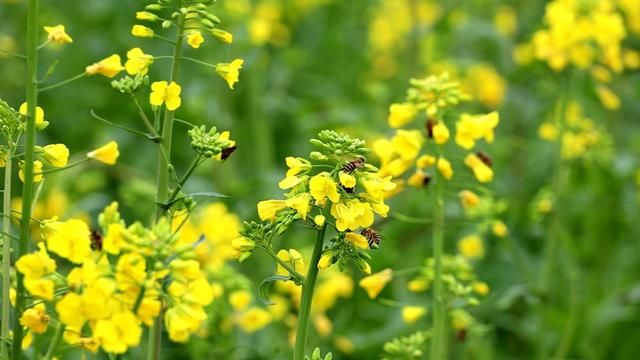 通城：油菜花开 小蜜蜂逐花而来