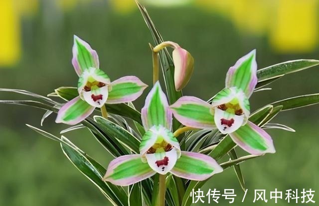 这种兰花极具“帝王气息”，一花双色，兰香浓烈，新手也能养爆盆！