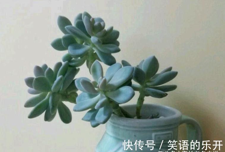 多肉冬美人冬天施肥?也可以,但用肥有讲究,不然会变“冬霉人”