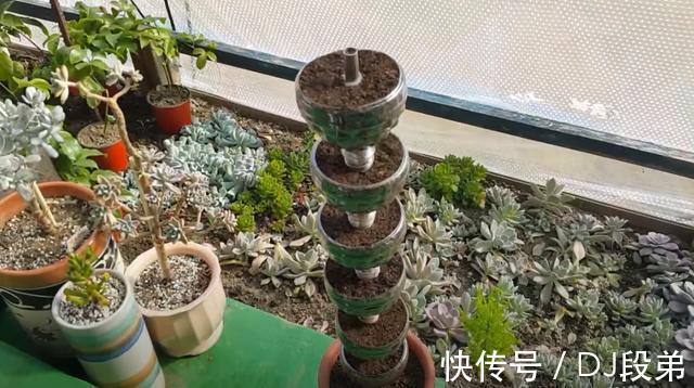 瓶口|攒了1个月的塑料瓶,瓶口朝下一个扣一个,用来扦插多肉,生根快