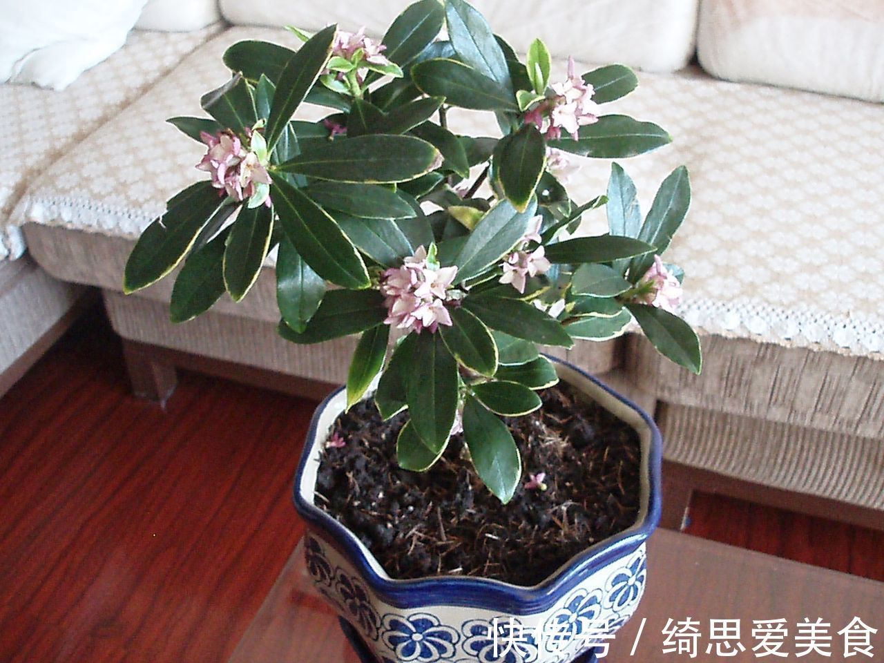 客厅想养“健康花”,建议从这12种里面选,不仅养人,还大气吉祥