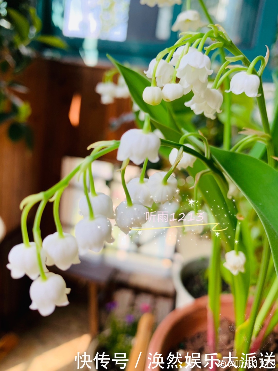 5种花真稀罕,叶子越晒越红彤彤,一盆能开20朵!