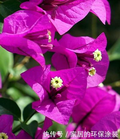 植株|三角梅开花不整虚的,只要你用对方法,北方也能满枝头花苞