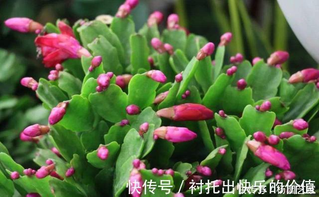 蟹爪兰|天冷后，这几种花就得“穷养”，不施肥、少浇水，越长越旺