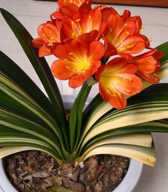 叶子|大爷养君子兰,用核桃仁加核桃皮,君子兰喜油性,长得嗖嗖快