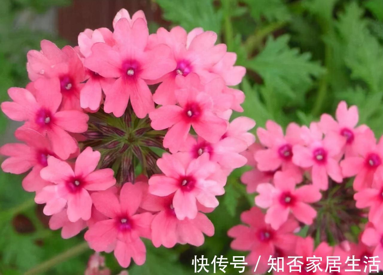 农历九月十八霜降后,养什么花?家里养3种花,平安喜乐幸福快乐