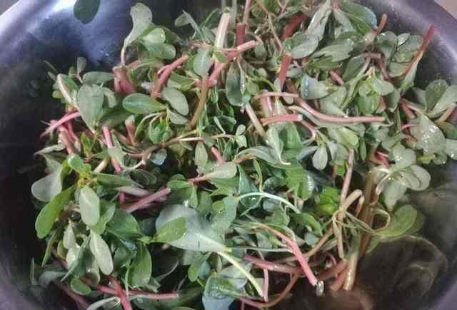 马齿笕|它被称为“药王”,好看又好吃,营养价值高,现在知道还不晚