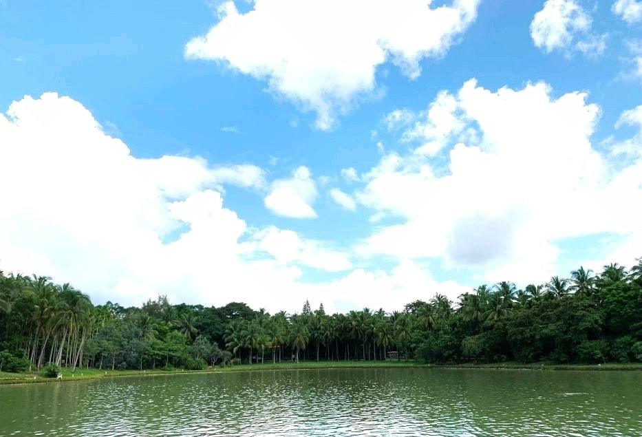 热带经济|美丽的植物园，独特的植物景观——游兴隆热带植物园