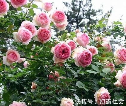 有个小院子，养上4种花，花量大，花期长，全年开花300天