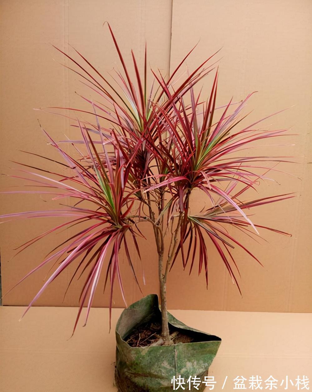 旧土|养花常见问题汇总,这5种植物,你要注意这几点