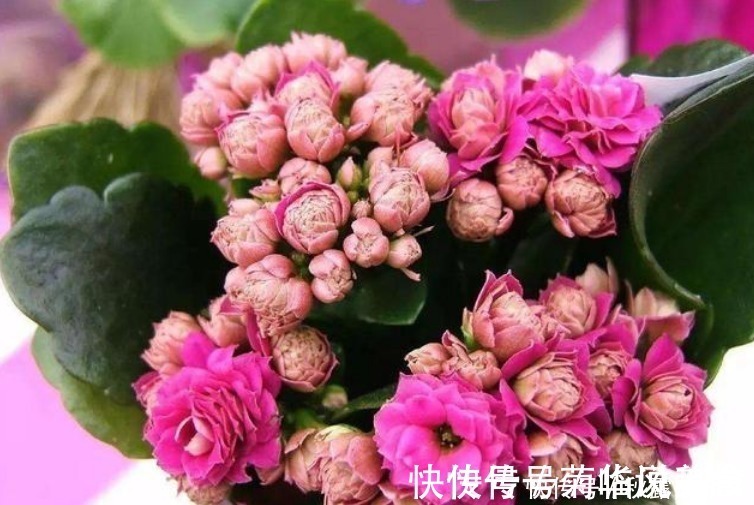 君子兰君子兰|“3种花”不要随便送人,多养几盆在家,不仅旺宅还招财!