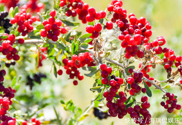 女人50岁后,天冷多吃4种“美容果”,排毒美白润肤,滋养子宫