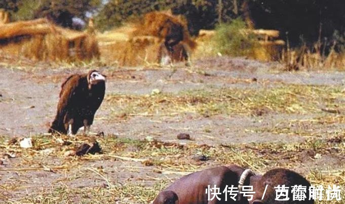 获奖#凭借残忍照片获奖无数,作者却在骂声中自尽,27年后女孩现状怎样!