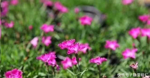 这花一年可开花300天,盆栽或庭院花坛均可种植,耐热又耐寒