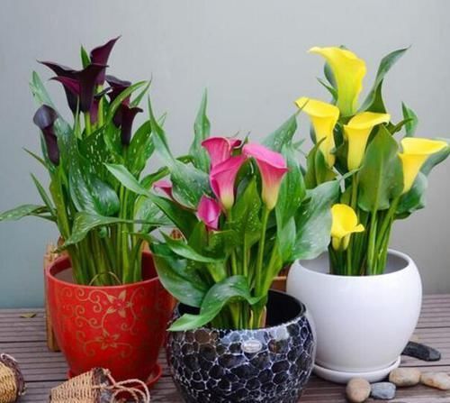 疏松|“万能水”浇花,盆土疏松不板结,10年不用换盆也能疯长