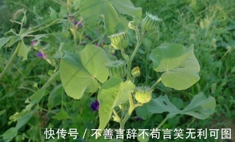 农村|农村生长的一种野草,看到了就采摘,因为在城里是个宝