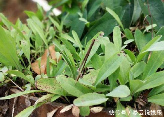 农村这种野菜被称为“鸭舌草”,其味苦过黄莲,对咽喉肿痛有奇效