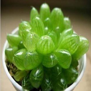 教科书级别多肉养殖指南，多肉长的又胖又快，状态美极了！