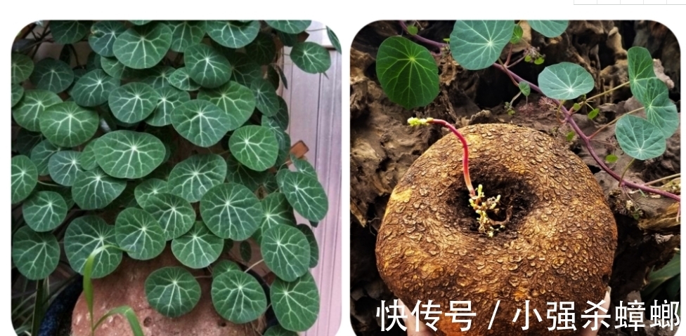 盆栽花草出现这4个信号得马上翻盆,多等一天,植物就多危险一分