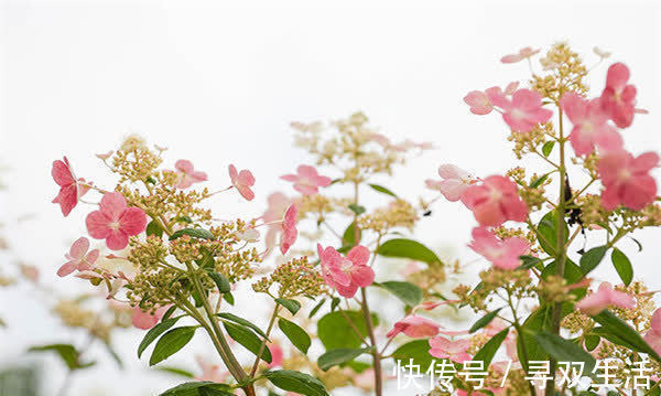 四季|可爱迷人的3种花,美不输玫瑰,四季开花,种植容易,很值得入手