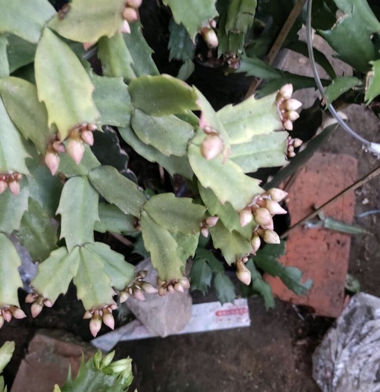 她养的蟹爪兰,1个枝条冒出4个花苞,记住3个“要诀”,四季茂盛