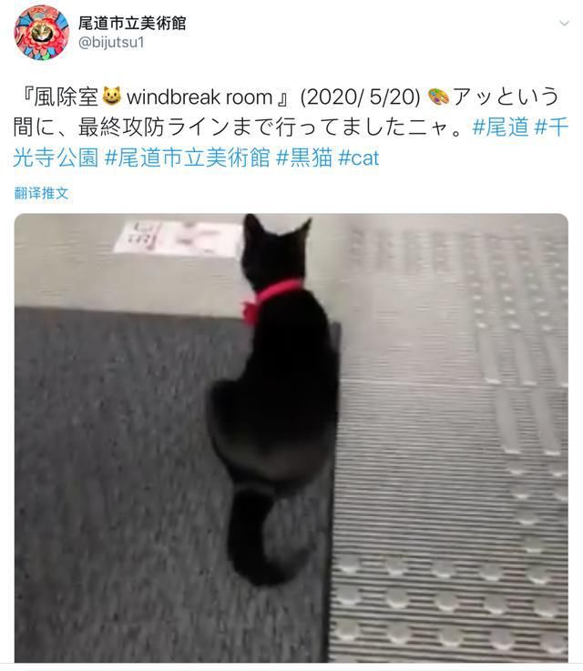 小黑猫|“小黑猫连续4年硬闯美术馆，竟是为了见一个人！”哈哈哈......真暖