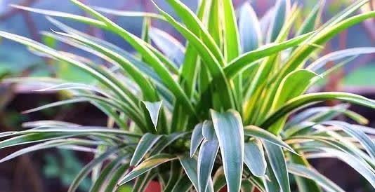 “聪明人”喜欢养的5种花,真能减少病菌吗?养之后:想多养几盆