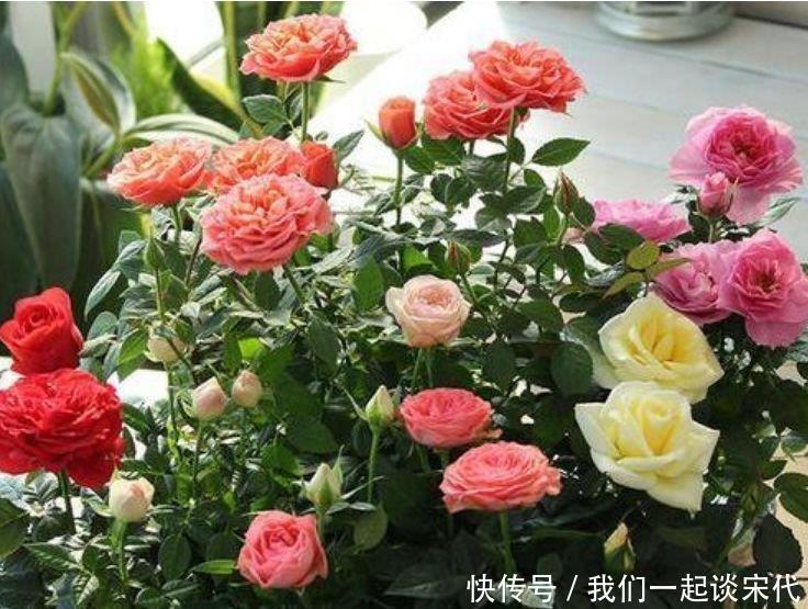 种花|4种花,美得“倾国倾城”,四季开花不断,阳台变成小花园