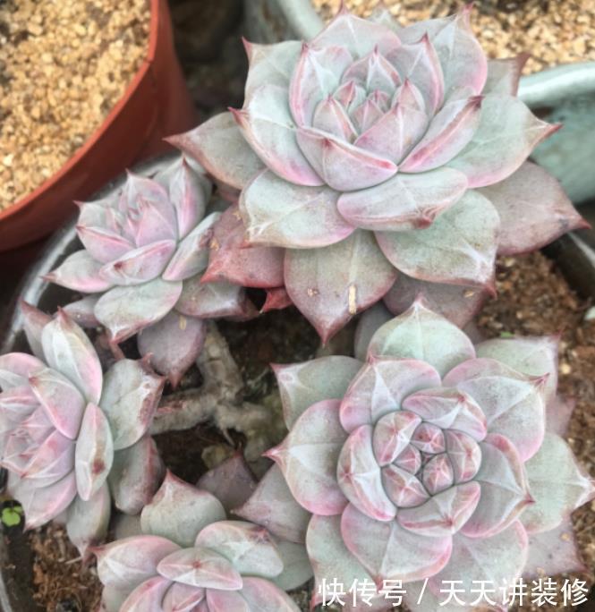 粉蓝鸟控养出状态一点都不输贵货,只要坚持控养,再丑也能逆袭