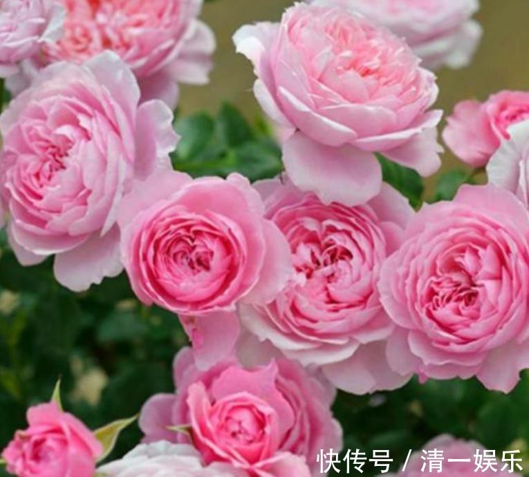 3种花是“开花小能手”，花开爆盆美如花，枝头窜满花苞，美