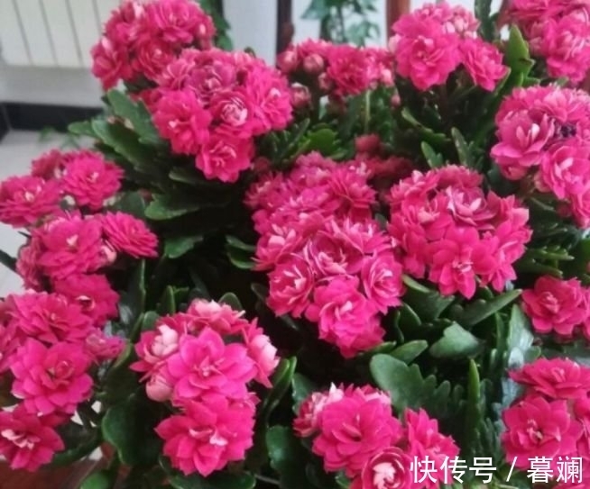 养花就养这几款,全年开花不停,鲜艳夺目,花朵美艳迷人