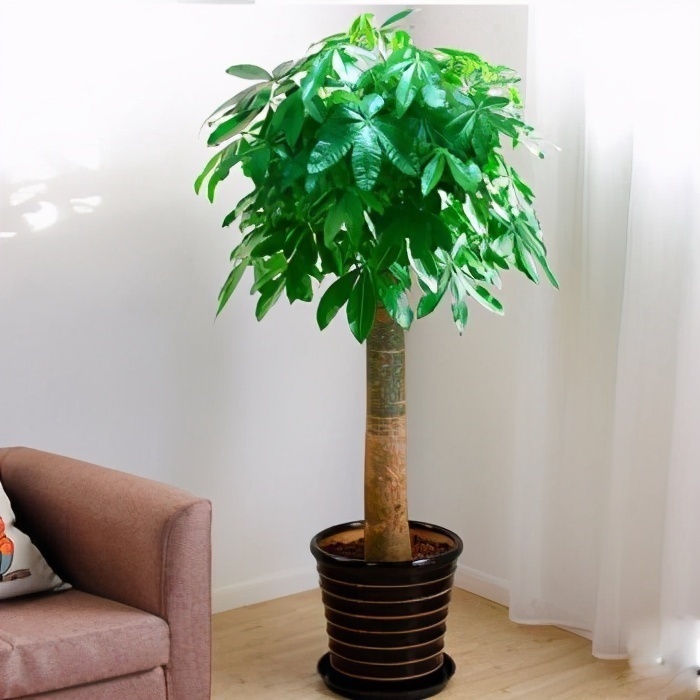 客厅养花别乱养,选5种花,好养好看,高端大气上档次