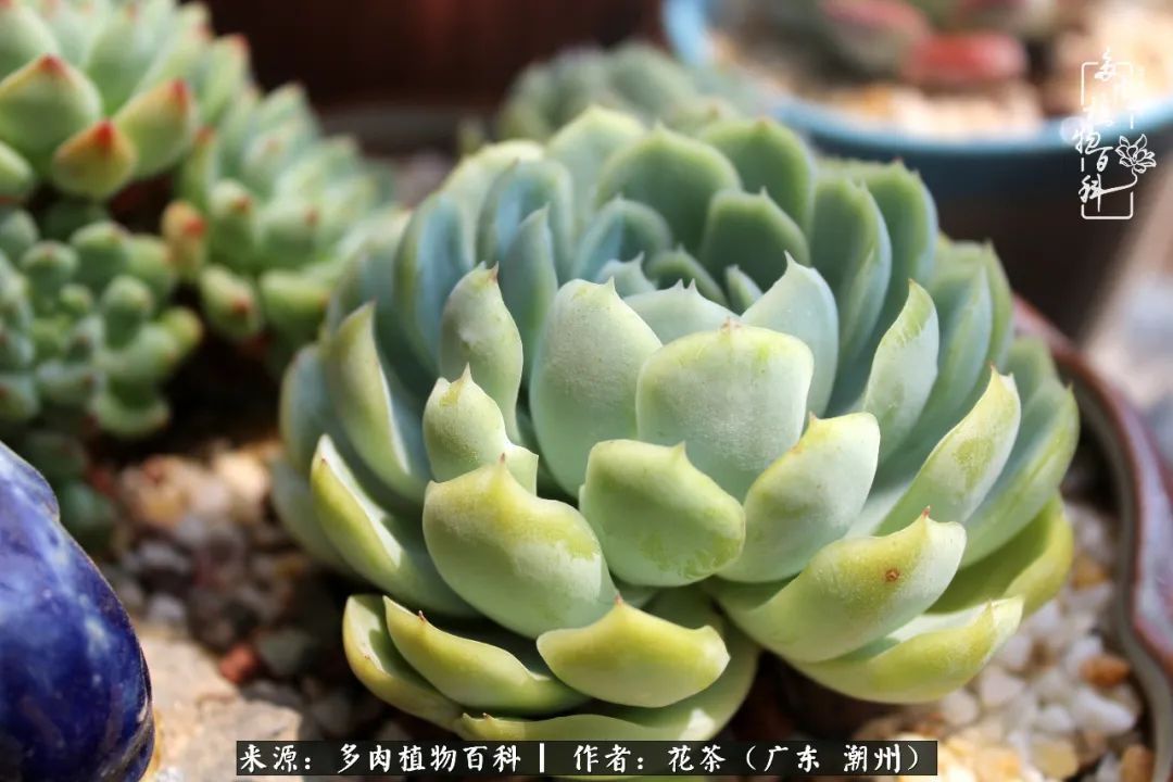 放松心情,静享愉悦,阳光下的多肉是最美的!