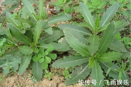 野草|农村无人问津的野草，能清热解毒，止血凉血，降血压，你认识吗