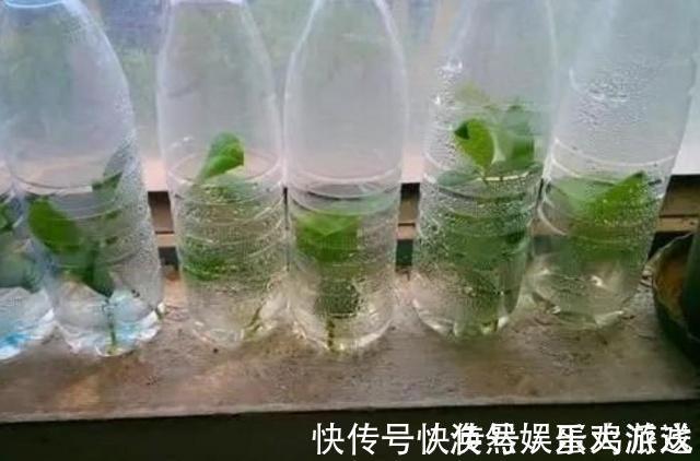 扦插|家庭养花,塑料瓶是“宝贝”,学会5个使用“小妙招”,一生受用