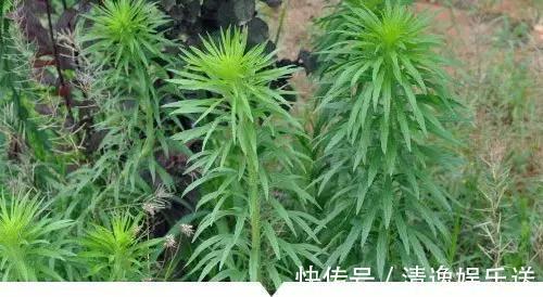 小时候常见却叫不出名字的植物，太全了