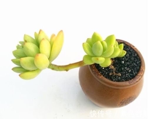 养不好多肉应该是踩了这6坑,怪不得肉肉不是养残就是黑腐烂根