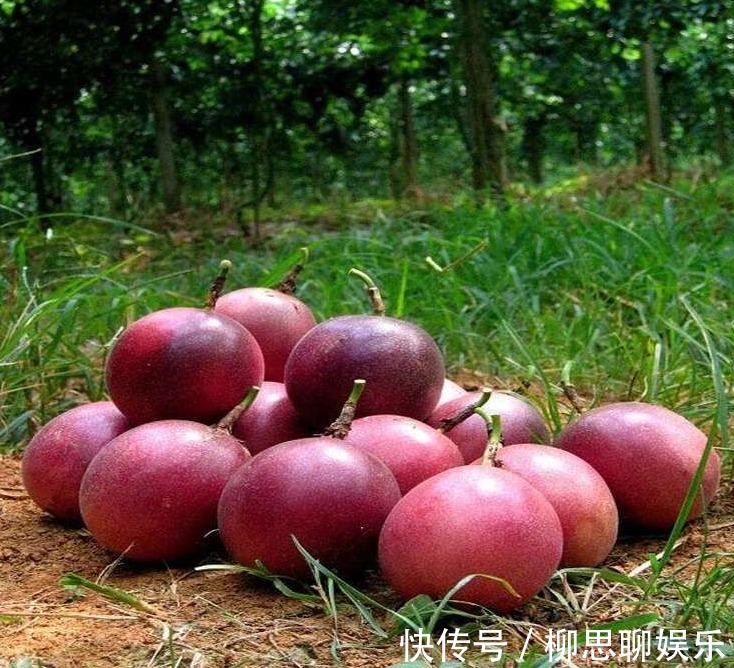 百香果|比苹果更有营养的水果,小孩吃了长高,女人吃了美容养颜