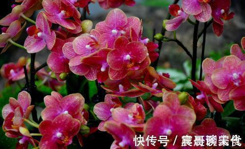 花友|这“三种花”爱淋雨,入春让它们“淋一淋”,撒欢长芬芳小半年