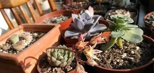 茎干|养多肉植物如何加速上色调节3方面,茎干长出好多'小莲花'