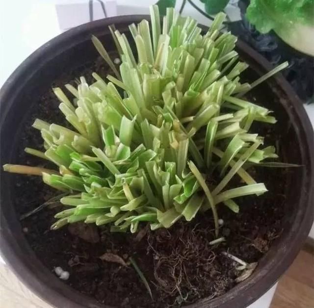 入秋后,3种花要“多剪剪”,叶子剪得狠,生长越是旺盛