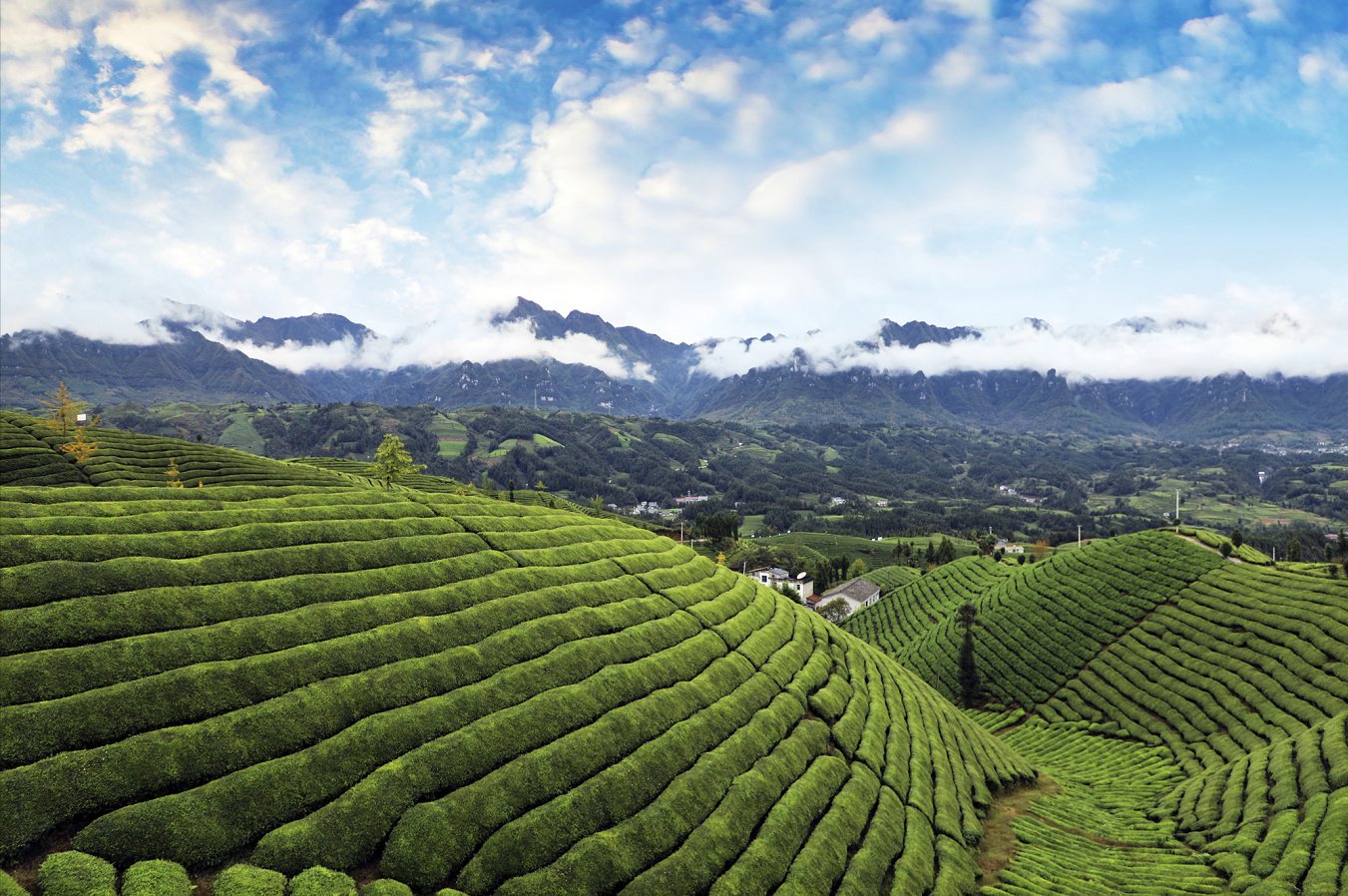 鹤峰木耳山：清明雨后好风光 最美茶山四月天