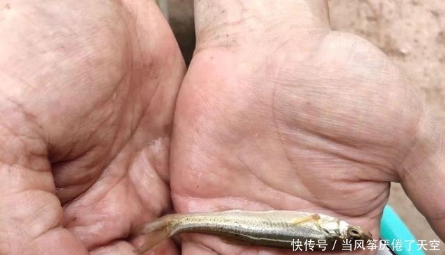 曾被认为是“小杂鱼”，殊不知已成鱼中珍品，80元1斤，别错过