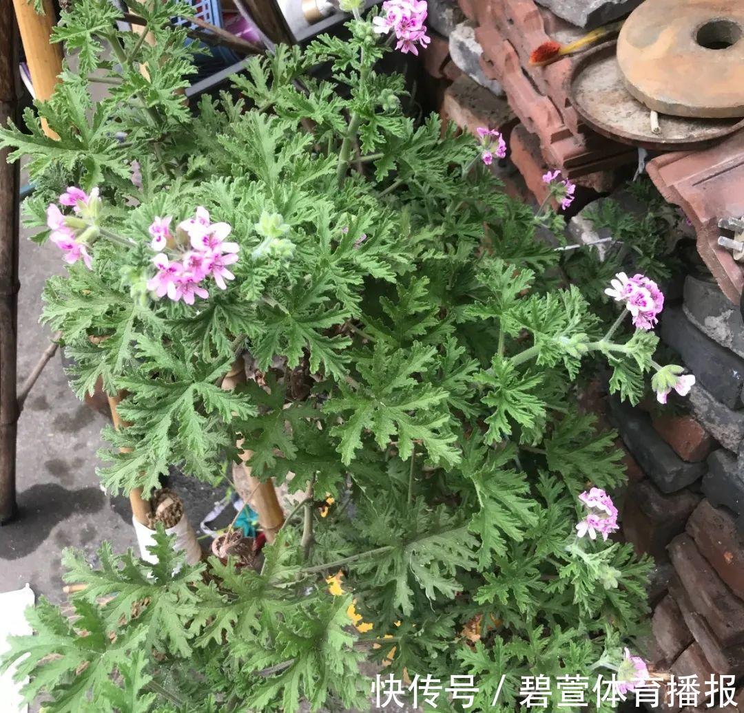 驱虫|7种花插土里，立马长满院子，蚊虫不敢靠近！